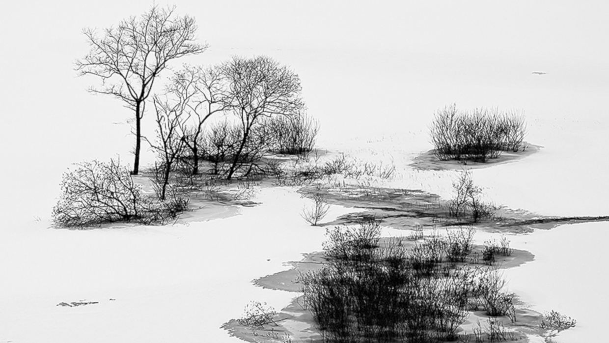 Bonsai Suiseki Magazine libri e risorse gratuite per chi si avvicina ai bonsai e dei suiseki