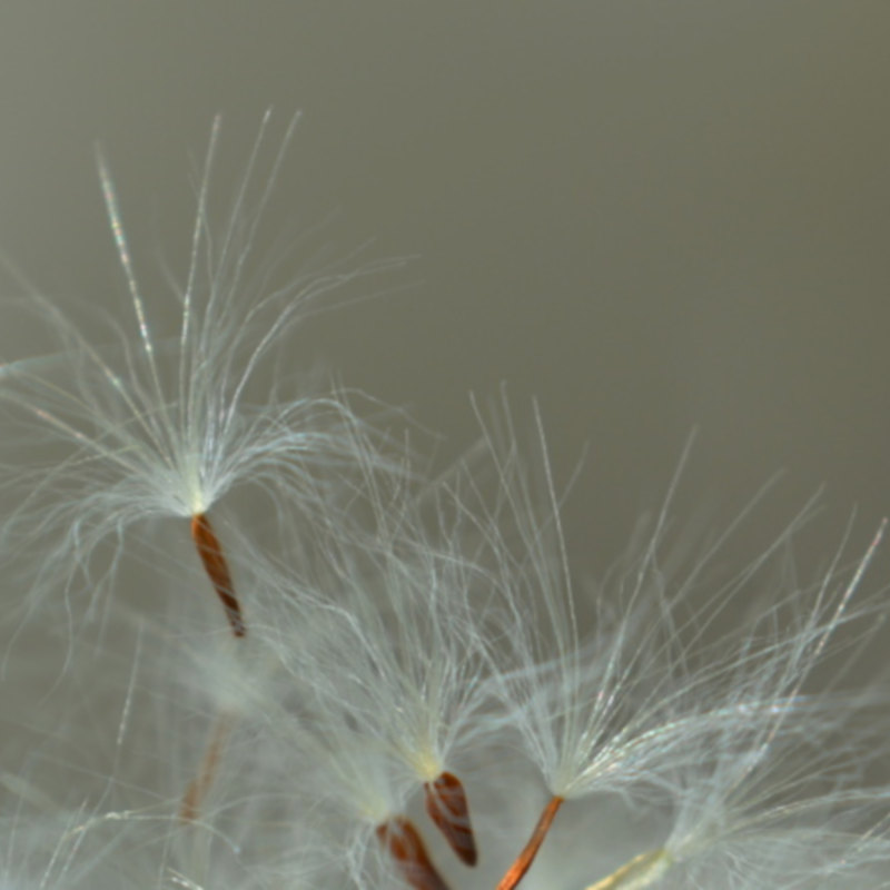 Bonsai Suiseki Magazine libri e risorse gratuite per chi si avvicina ai bonsai e dei suiseki